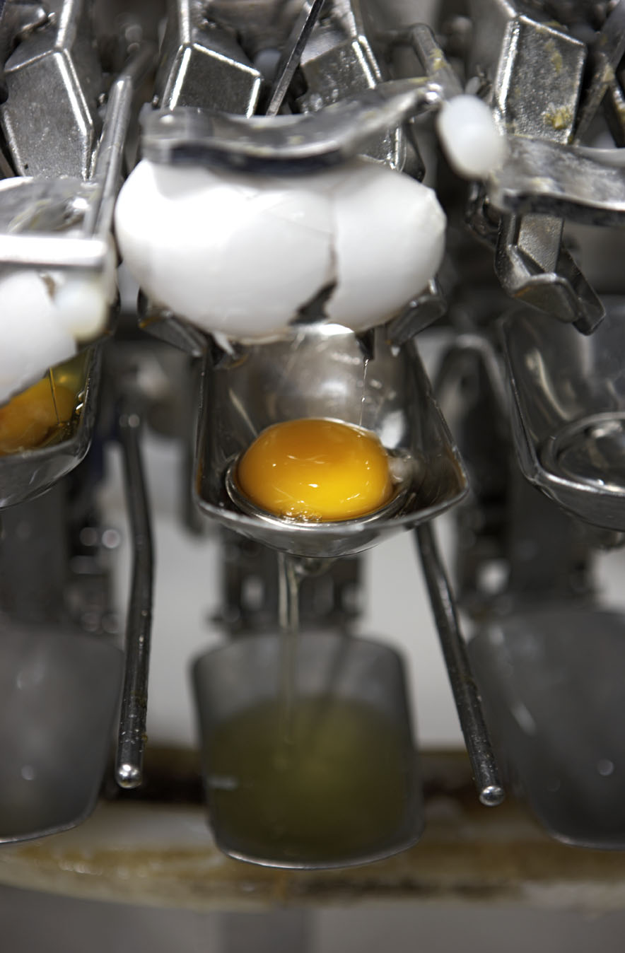 FROM EGGS TO EGG PRODUCTS