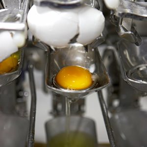 FROM EGGS TO EGG PRODUCTS